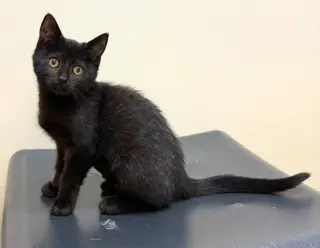Kitten Juno