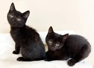 Kitten Juno