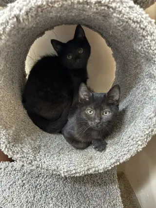 Kitten Juno