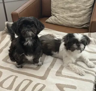 Bonded Pair - Violet & Fiona