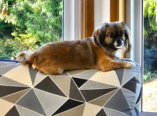 Schell, A Pekingese female
