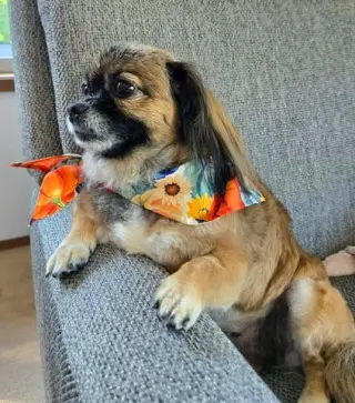 Schell, A Pekingese female