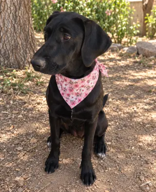 Dottie