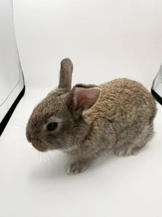 Tobi