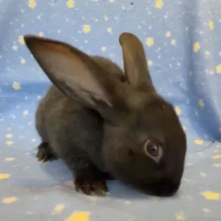 Peanut