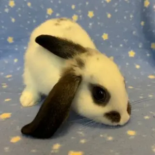 Pistachio