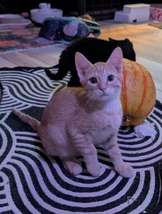 Aperol