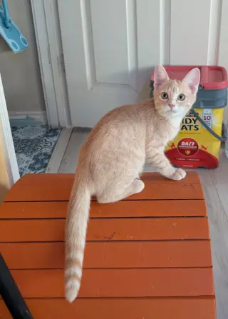 Aperol