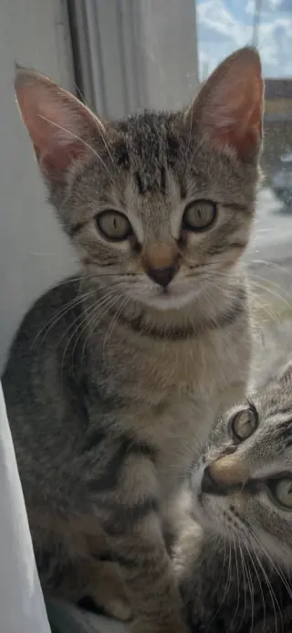 Emmi
