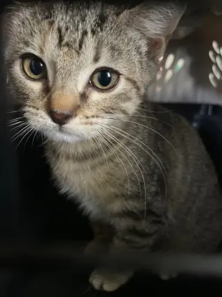 Emmi