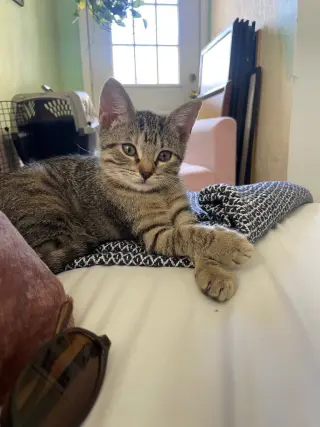 Emmi