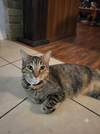 Mishi