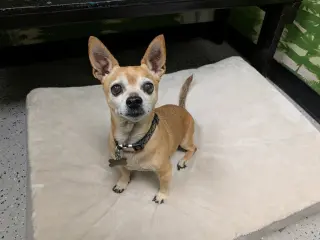 Dexter