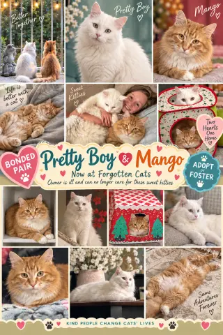 Pretty Boy & Mango:  Bonded (Middletown PS)