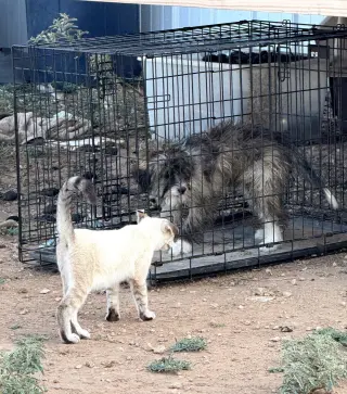 Billy - ADOPTION IN PROCESS