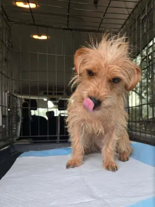Willy - ADOPTION IN PROCESS