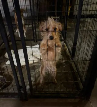 Willy - ADOPTION IN PROCESS