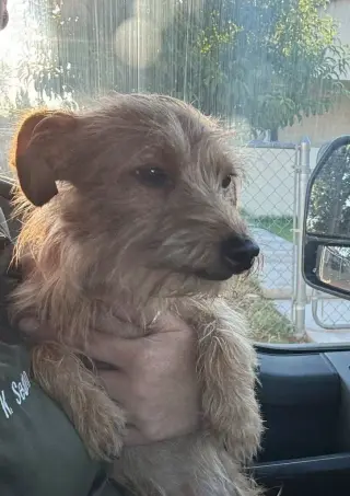 Willy - ADOPTION IN PROCESS