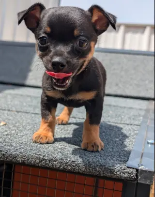 Cricket - ADOPTION IN PROCESS