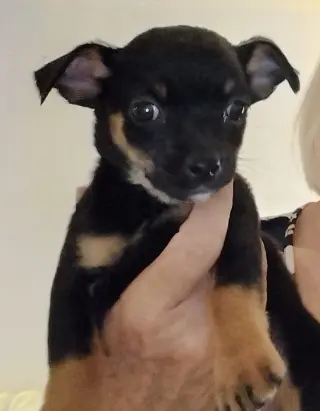 Cricket - ADOPTION IN PROCESS