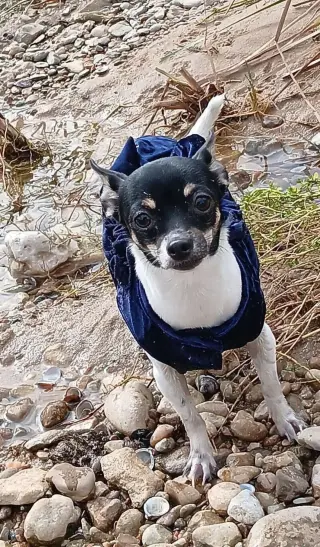 Lola - ADOPTION IN PROCESS