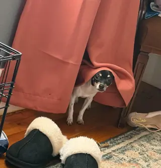 Lola - ADOPTION IN PROCESS