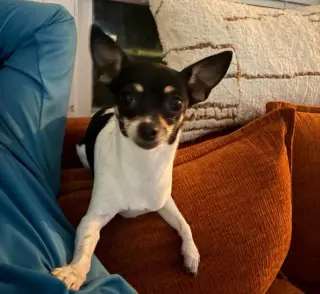 Lola - ADOPTION IN PROCESS