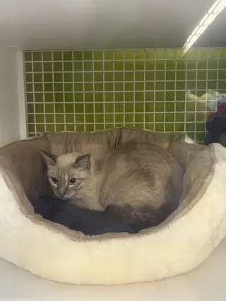 Olive- Meet at Petco at High Pointe Commons!
