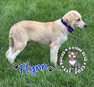 Flynn
