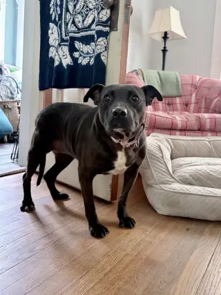 Gloria Girl