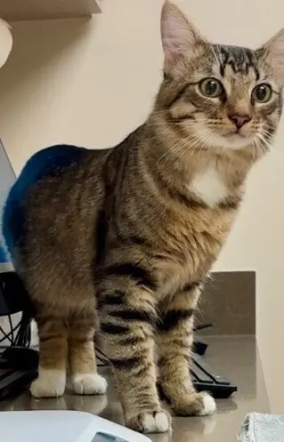 Alfie