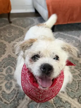 Buddy Buddy