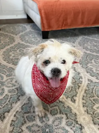Buddy Buddy