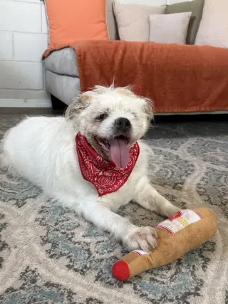 Buddy Buddy