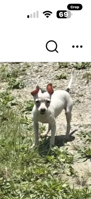 Oreo