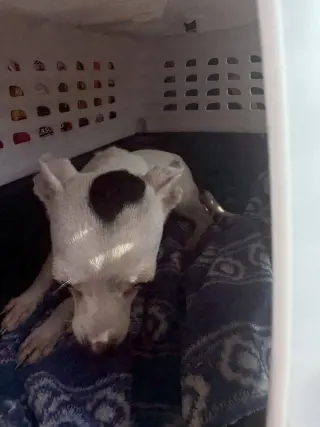 Oreo