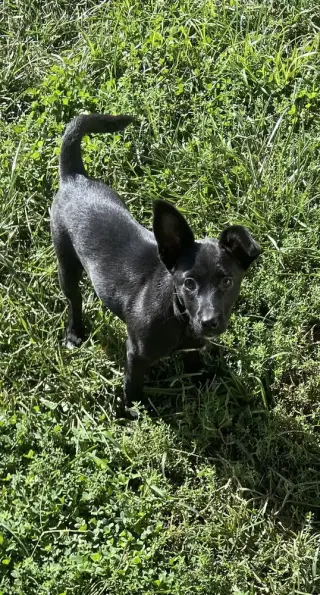 Lil Orphan Luna