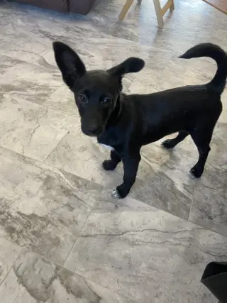 Lil Orphan Luna