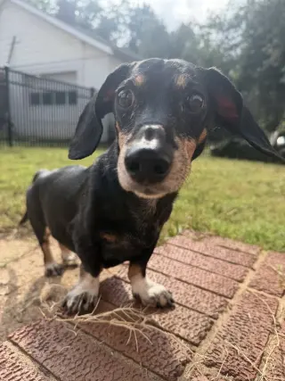 Gus
