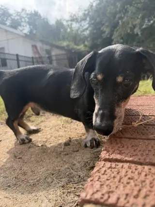 Gus