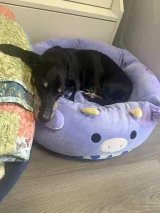 Gus