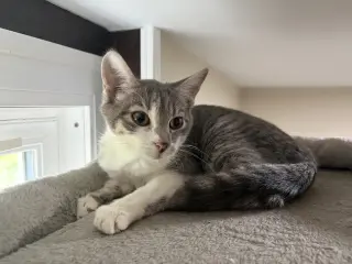 Focaccia- Meet at Petco at High Pointe Commons!