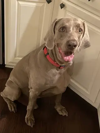Boomer