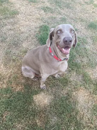 Boomer