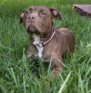 Hershey #all-grin-&-wags
