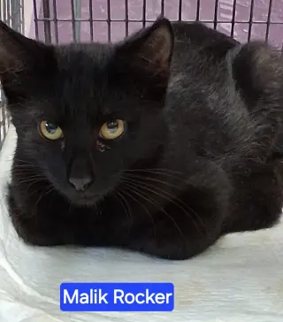 Malik Rocker