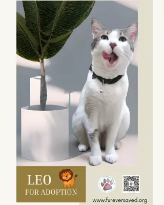 Leo