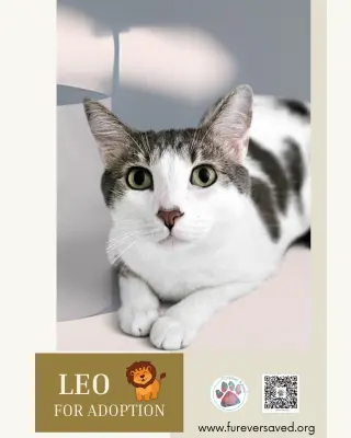Leo