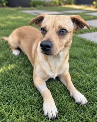 Canelo