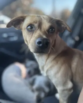 Canelo